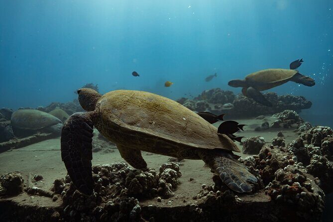 First Timers and Non-Swimmers Snorkeling Experience in Wailea - The Experience in Detail