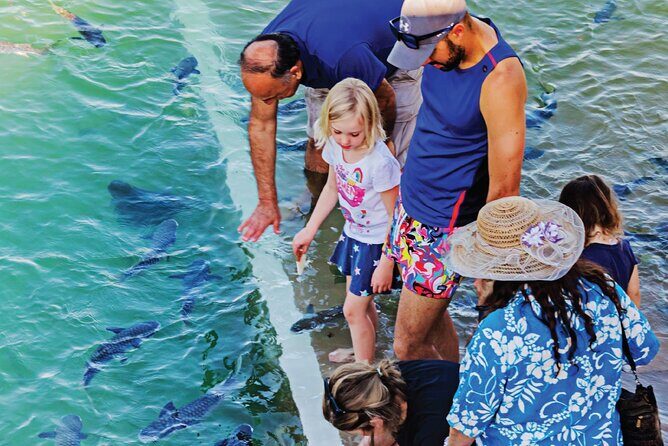 Fish Feeding Activity in Darwin - Introduction