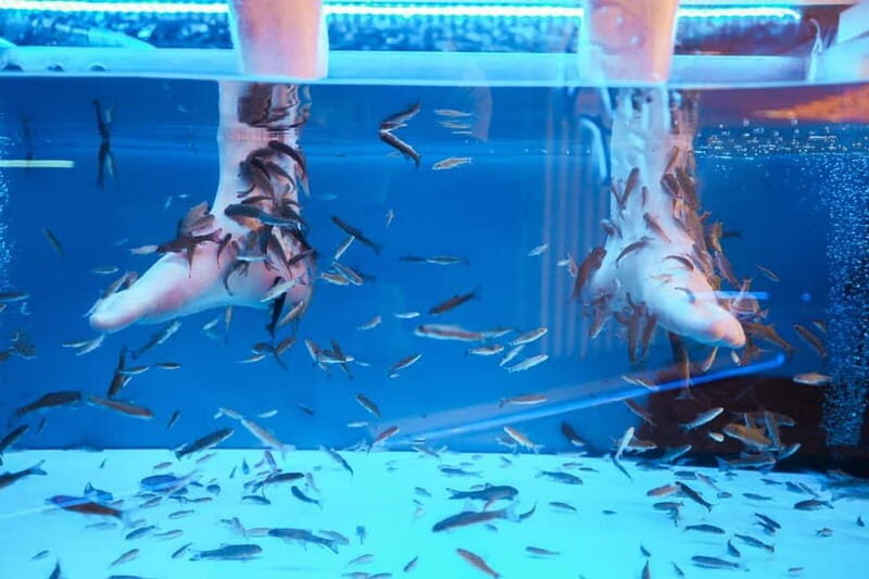 Fish Spa Experience Playa Fañabe - What to Expect from the Fish Spa Experience