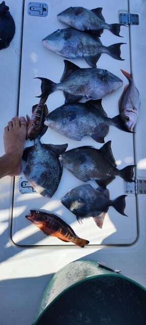 fishing charter 4h - Tenerife Fishing Charter 4h Review: An Authentic Coastal Adventure