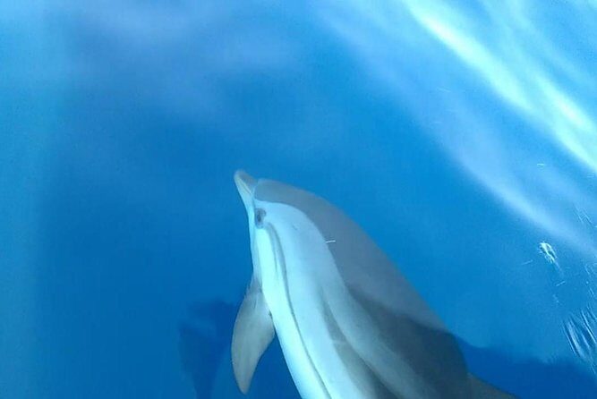 Fishing, Snorkelling & Dolphin Boat Tour - Final Thoughts