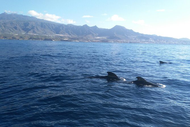 Fishing trip, Tenerife Sea Passion - The Experience on Board