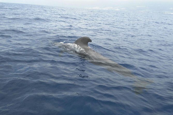 Fishing trip, Tenerife Sea Passion - The Catch and the Atmosphere