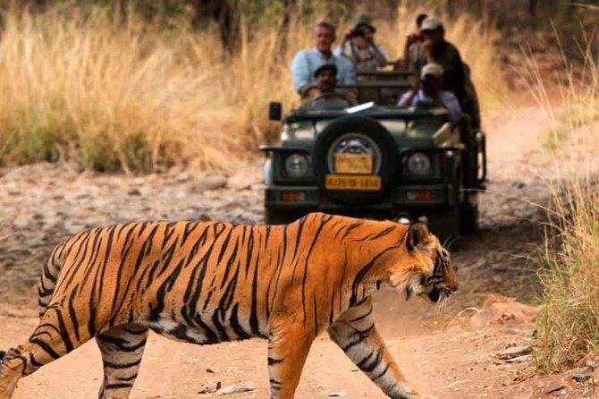 Five Days Golden Triangle Tour with Ranthambore Delhi Agra Jaipur - What the Reviews Say