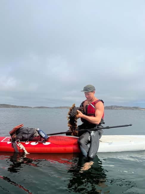 Fjällbacka: Seaweed Picking and SUP Paddling Tour - The Sum Up