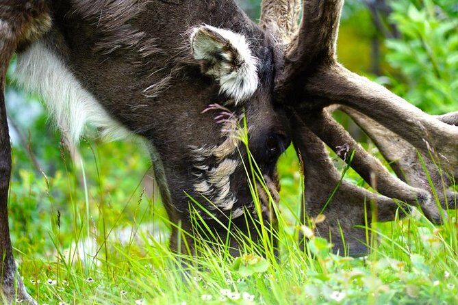 Fjord Sightseeing - Eco friendly Tesla Model X - Who Would Love This Tour?
