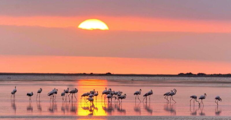 Flamingo-Birdwatching in the Ebro Delta at Sunset - Key Points