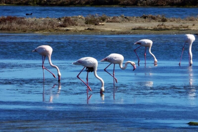 Flamingo-Birdwatching in the Ebro Delta at Sunset - A Deep Dive into the Experience