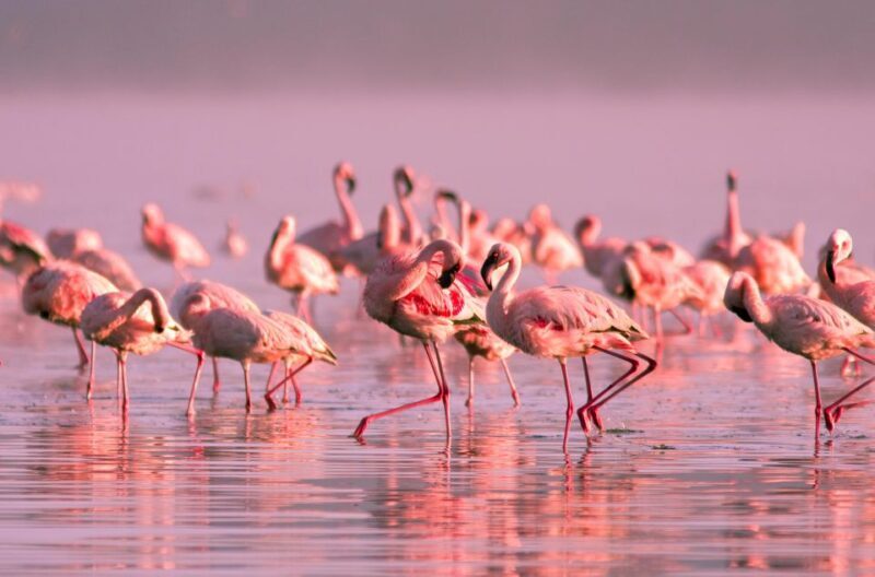 Flamingo-Birdwatching in the Ebro Delta at Sunset - FAQs