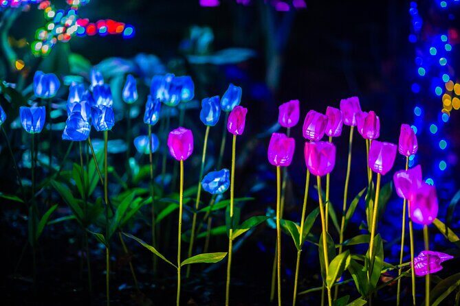 Flamingo Gardens' Garden of Lights - An In-Depth Look at Flamingo Gardens Garden of Lights