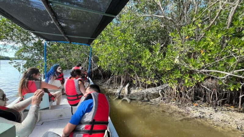 Flamingo tour Rio Lagartos, Yucatan 2 hours - The Experience in Practice