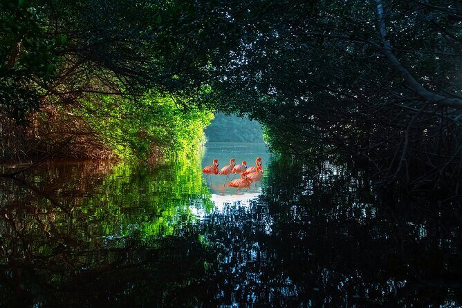 Flamingo Watching Private Tour in Celestun Biosphere Reserve - An In-Depth Look at the Celestun Flamingo Tour