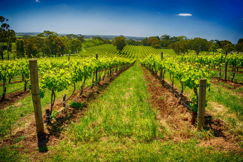 Fleurieu Peninsular: McLaren Vale Winery Experience - Key Points