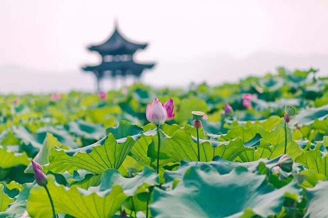 Flexible Hangzhou Private Tour from Shanghai by Bullet Train - What Makes This Tour Stand Out?
