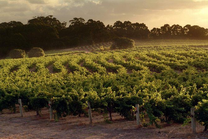 Flight to Leeuwin Winery for Lunch - Who Will Love This Tour?