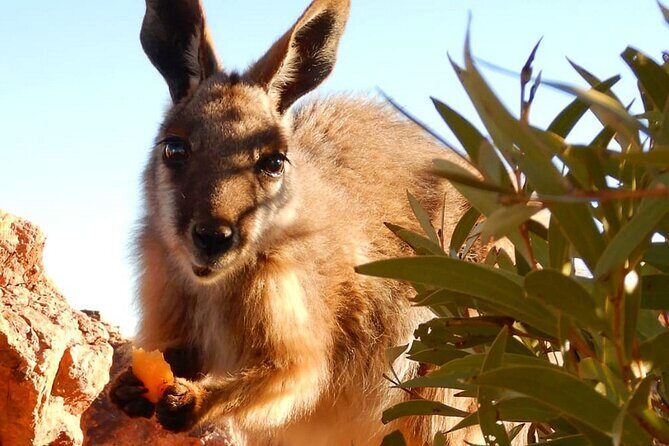 Flinders Ranges 5-Day Small Group 4WD Eco Tour from Adelaide - Price and Value