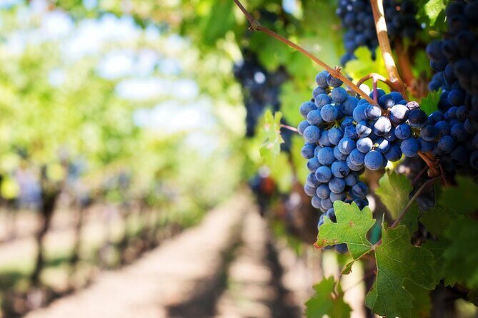Florence and Chianti Private Wine Tasting Tour from Florence - Authenticity and Local Flavor