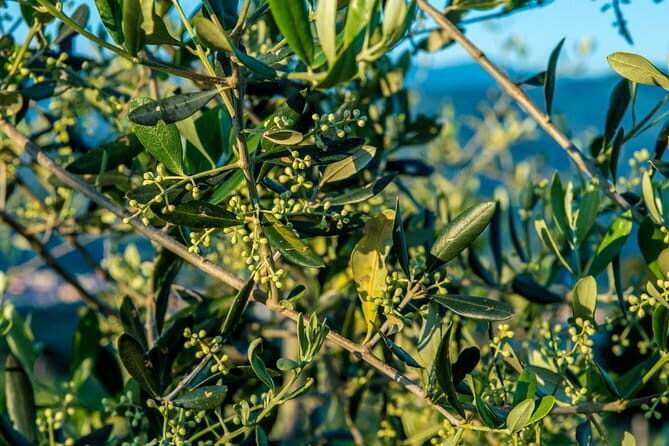Florence Food Tour: Home-Made Pasta, Truffle, Cantucci, Olive Oil, Gelato - Who Will Love This Tour?