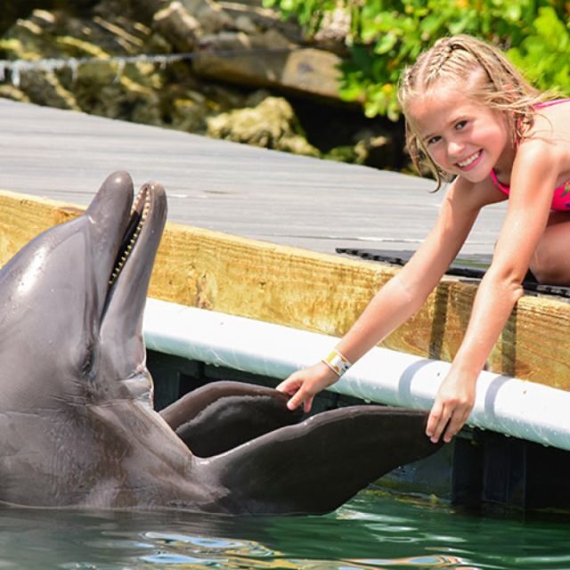 Florida Keys: Dockside Dolphin Experience - What to Expect During the Florida Keys: Dockside Dolphin Experience