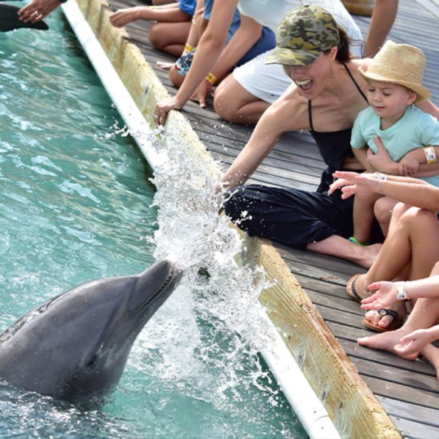 Florida Keys: Dockside Dolphin Experience - The Experience from a Reviewers Perspective