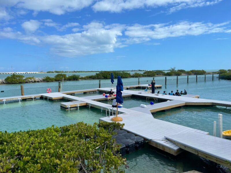Florida Keys: Dockside Dolphin Experience - Who Should Consider This Tour?