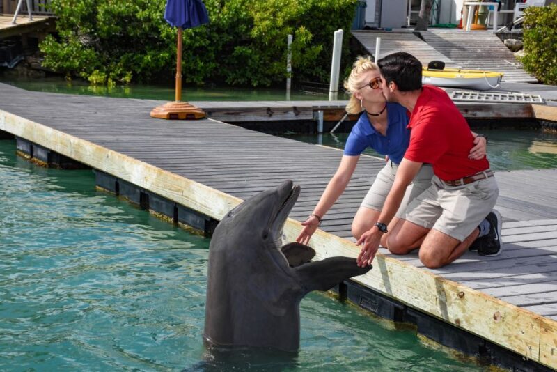 Florida Keys: Dockside Dolphin Experience - Important Practicalities