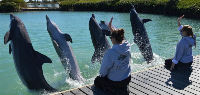 Florida Keys: Dockside Dolphin Experience - Frequently Asked Questions