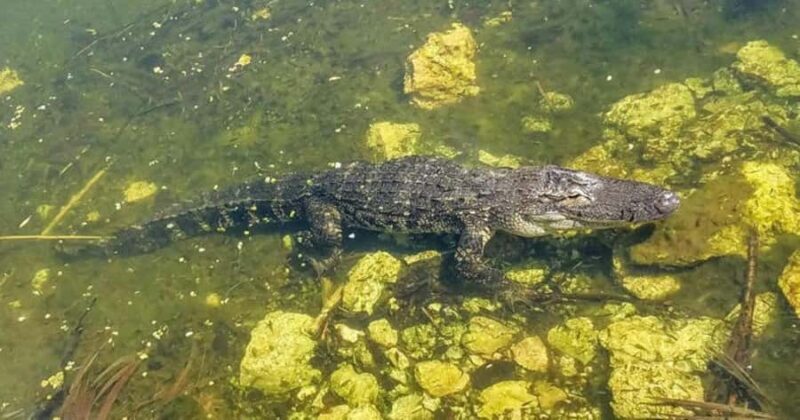Florida Keys: Dolphin Research Center Day Tour with Lunch - The Detailed Experience