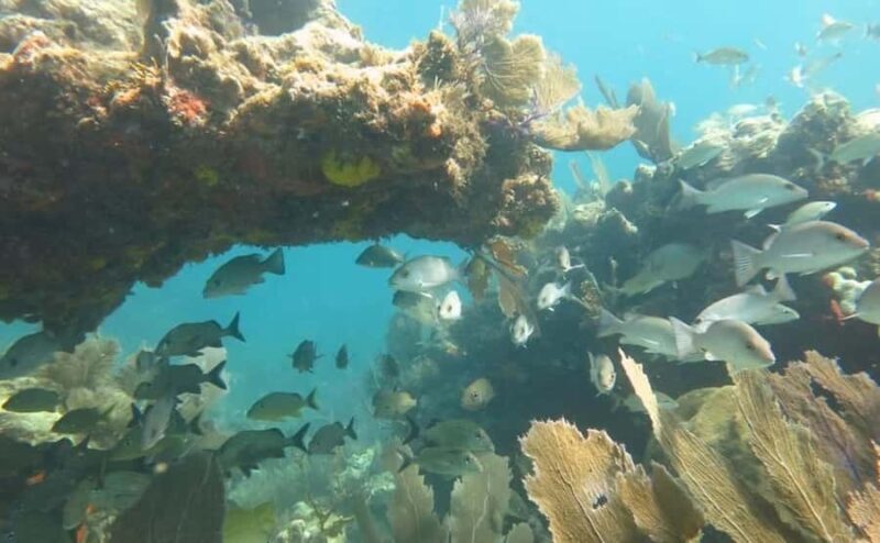 Florida Keys: Scuba Diving & Snorkeling Reef Trip - A Closer Look at the Experience
