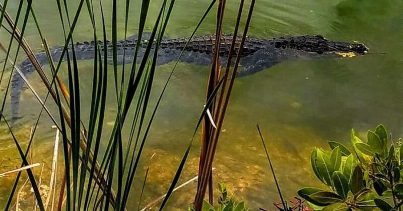 Florida Keys: Up The Keys Nature Tour - Key Points