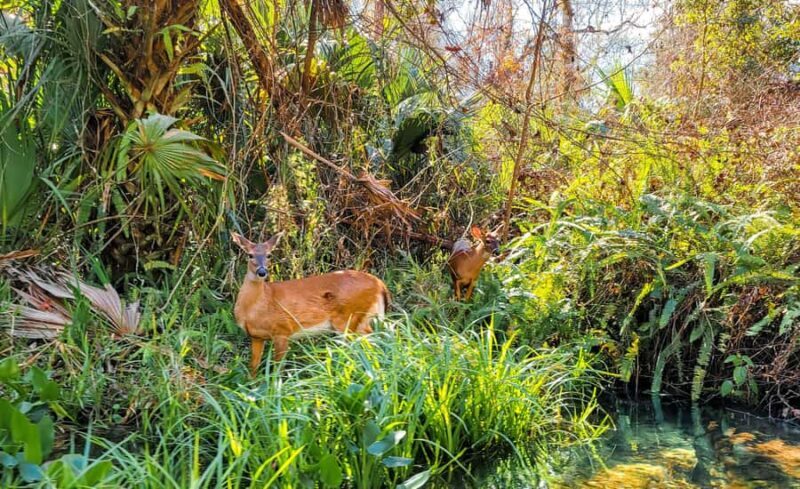 Florida: Rock Springs Run Clear Kayak Adventure - Exploring the Florida Wilderness: Rock Springs Run Clear Kayak Adventure