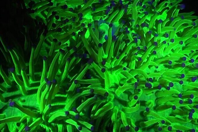 Fluorescent diving with ultraviolet dive lights - Introduction: A Unique Underwater Experience on Koh Pha Ngan