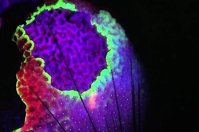 Fluorescent diving with ultraviolet dive lights - Authentic Insights from Visitors