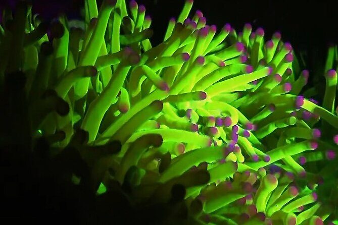 Fluorescent diving with ultraviolet dive lights - The Bottom Line: Who Should Try This Tour?