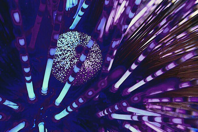 Fluorescent diving with ultraviolet dive lights - The Sum Up