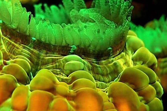 Fluorescent diving with ultraviolet dive lights - FAQ