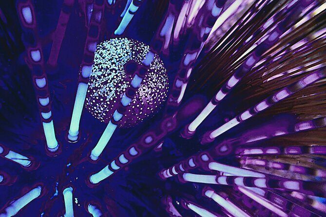 Fluorescent snorkeling with ultraviolet flashlights - Key Points
