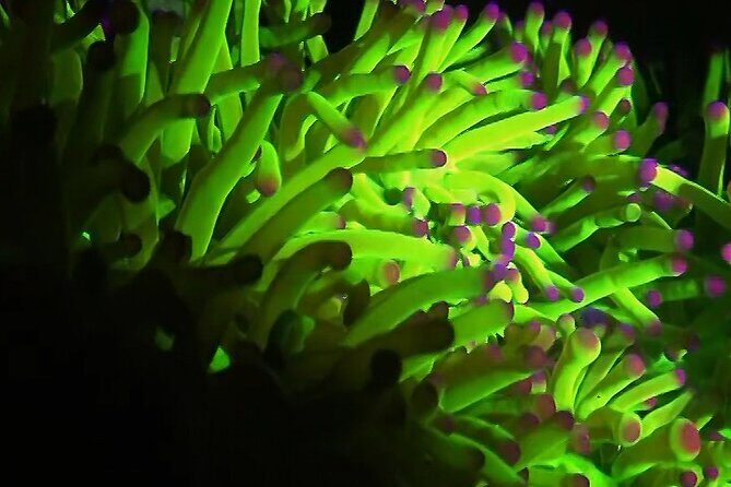 Fluorescent snorkeling with ultraviolet flashlights - Who Should Consider This Tour?