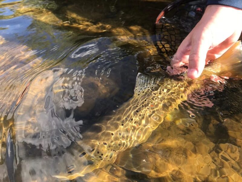 Fly Fish Utah Blue Ribbon Trout Waters - Key Points