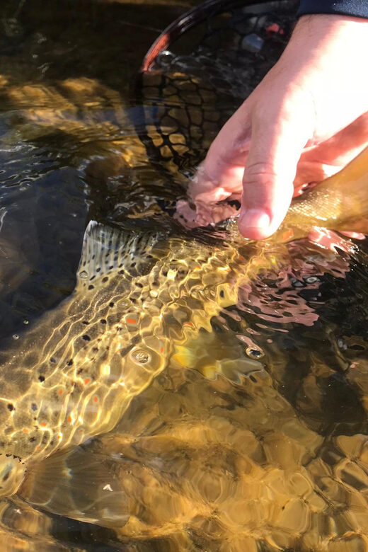 Fly Fish Utah Blue Ribbon Trout Waters - Final Verdict