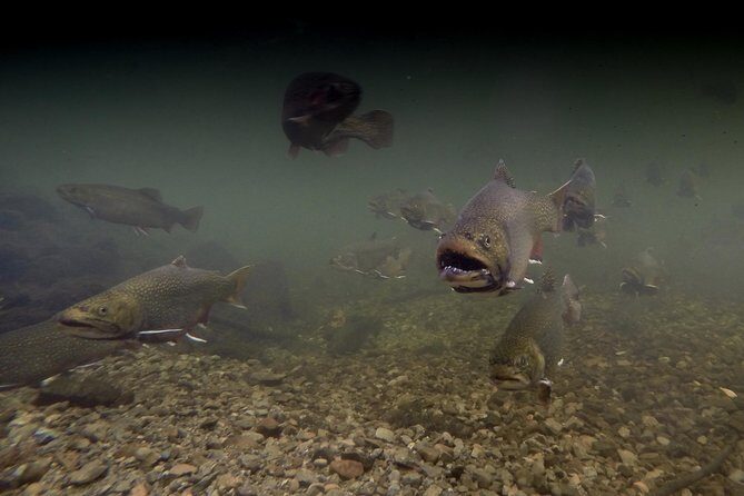 Fly Fishing Guided Experiences - What Makes This Fly Fishing Tour a Great Choice?