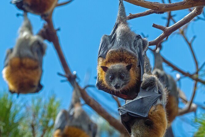 Flying Fox Experience, Thousands of Australia's Largest Bat - What is the Flying Fox Experience?