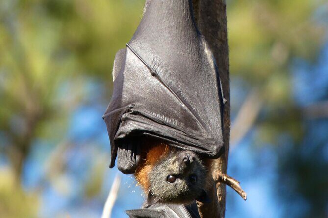 Flying Fox Experience, Thousands of Australia's Largest Bat - The Sum Up