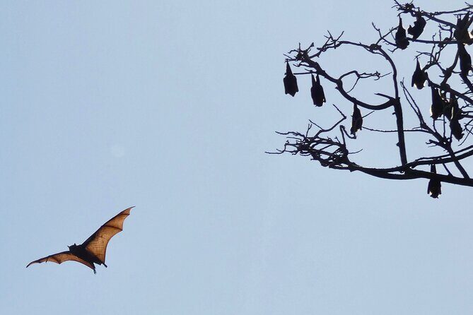 Flying Fox Experience, Thousands of Australia's Largest Bat - Frequently Asked Questions