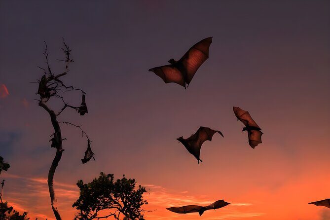 Flying Fox Island Sunset Cruise Private Boat Charter Labuan Bajo - What Makes This Tour Special?