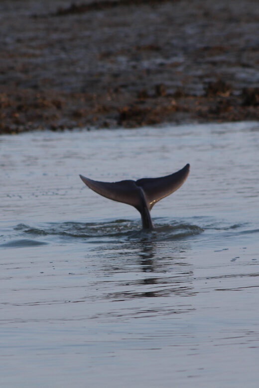 Folly Beach Dolphin Viewing Boat Excursion - Detailed Review of the Folly Beach Dolphin Viewing Boat Excursion