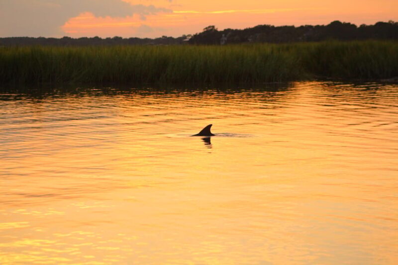Folly Beach Dolphin Viewing Boat Excursion - FAQ