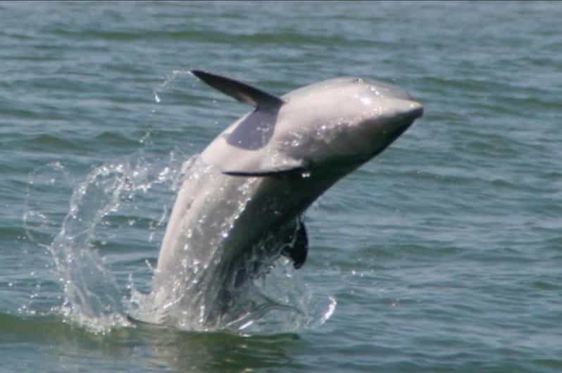 Folly Beach: Morning Dolphin Boat Trip to Morris Island - Practical Details & Value