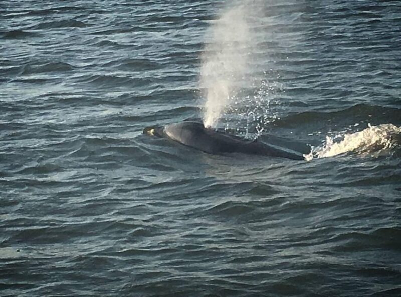 Folly Beach: Sunset Dolphin Boat Tour to Morris Island - Authentic Experiences & Tips from Reviewers