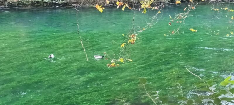 Fontaine De Vaucluse and Isle Sur La Sorgue by electric bike - The Sum Up: Is It Worth It?